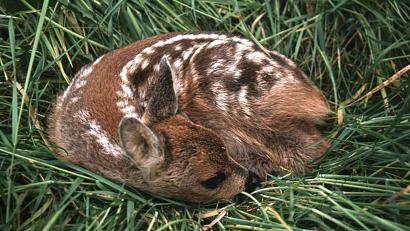 Bild: Landesjagdverband Rheinland-Pfalz dpa/lrs 
Ein Landwirt im Landkreis Rosenheim hat beim Mähen ein Rehkitz verletzt. Sein Vater erschlug im Anschluss das verletzte Tier.