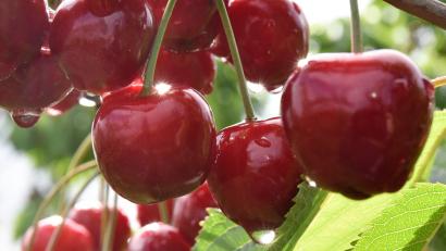 Symbolbild: Uwe Zucchi/dpa
Beim Kirschen pflücken hat sich ein 82-Jähriger im Landkreis Regensburg schwer verletzt.