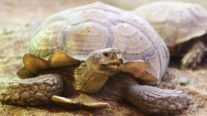 Symbolbild: Oliver Berg/dpa
Eine Schildkröte befand sich auf der Kreisstraße 28.