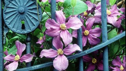Bild: Marion Nickig/dpa
Im Juni öffnen die Clematis-Hybriden ihre Blüten. In vielen Gärten umranken sie Pfosten und Gittertore.
