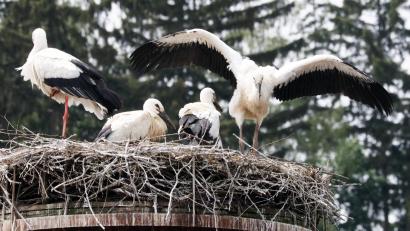 Bild: lst/exb
Der Platz im Nest wird weniger: Die Flosser Storchen-Eltern (links die Mutter) sind größenmäßig nicht mehr von ihren drei Jungvögeln zu unterscheiden.