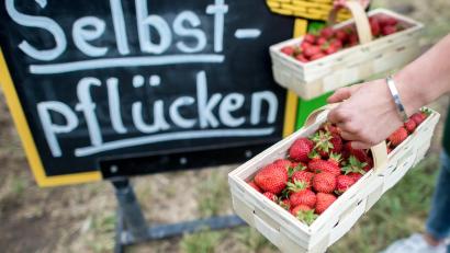 Bild: Hauke-Christian Dittrich/dpa
Diebe haben es in Amberg erneut auf den Verkaufsstand eines Erdbeerfeldes abgesehen.