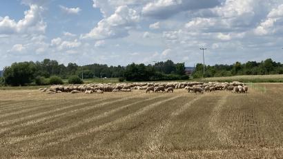 Bild: Polizeiinspektion Schwandorf/exb
Eine Schafherde sorgt in Schwandorf für einen Polizeieinsatz. Gegen den Schäfer laufen nun Ermittlungen wegen eines möglichen Verstoßes gegen das Tierschutzgesetz.
