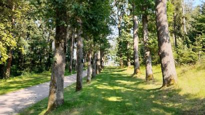 Bild: gri
Vor über 100 Jahren ist der Eichenhain am Kalvarienberg bei Kemnath am Buchberg gepflanzt worden.