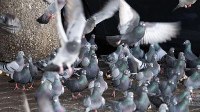 Bild: Boris Roessler/dpa
Tierschützer halten nicht viel von dem geplanten Umzug von 200 Limburger Stadttauben auf einen Gnadenhof in Bayern. Das sei nur eine „kurzfristige Lösung“ - die Stadt bleibe in der Pflicht.