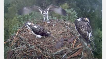 Bild: Webcam Stadt Eschenbach/exb
Die Jungadler machen nicht nur Flugübungen sondern verlassen bereits das Nest am Eschenbacher Rußweiher.