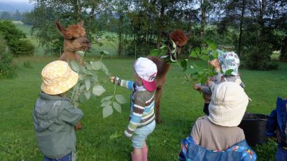 Bild: Kinderhaus Steinwaldzwerge/exb
Die Kinder der Käfergruppe durften die Alpakas auch selbst füttern.