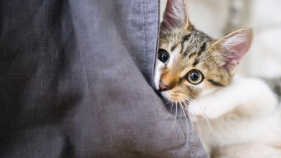 Symbolbild: Julian Stratenschulte/dpa
Ein unbekannter Täter hat in Meerbodenreuth mit dem Luftgewehr auf eine Katze geschossen und diese dabei schwer verletzt.