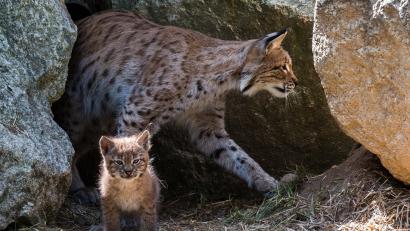 Bild: Nicolas Armer
Luchsmutter Diana (hinten) ist im Wildpark Mehlmeisel hinter einem ihrer Jungen zu sehen.