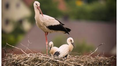 Bild: Fabian Krafczyk
Nach acht Jahren hat die erste Storchenfamilie das Nest hoch über Teunz in Beschlag genommen.