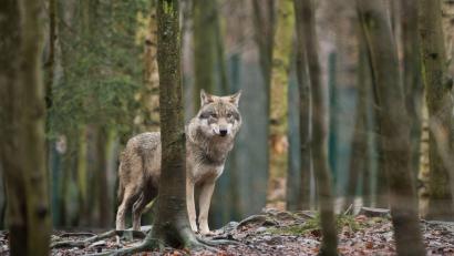 Symbolbild: Klaus-Dietmar Gabbert/dpa
Ein Wolf soll im Landkreis Neustadt/WN Schafe angegriffen haben. Sechs sind tot, mehrere verletzt, wie auf der Homepage des Landesamt für Umwelt steht.
