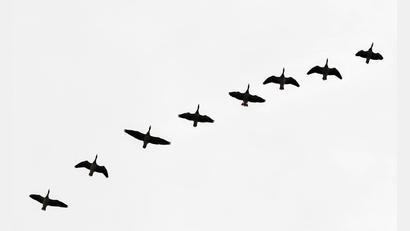 Symbolbild: Patrick Pleul/dpa-Zentralbild/dpa
Im Falle eines Ausbruchs bei Menschen wäre Deutschland wahrscheinlich deutlich besser vorbereitet als bei Corona. (Symboldbild)