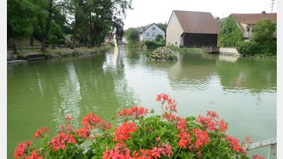 Bild: bey
Der Stadtweiher unterhalb des Kreuzberges ist eine wunderschöne Anlage und kommt besonderes bei den Touristen gut an. Die Wasserqualität aber macht der Stadt und somit auch dem Stadtrat große Sorgen.