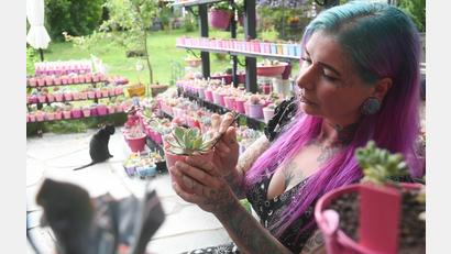 Bild: Gabi Schönberger
Eva Dollhopf zupft mit einer Pinzette jedes einzelne vertrocknete Blatt der Sukkulente aus.