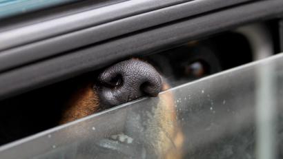 Bild: Stephan Jansen/dpa
Weil es seinen Hund bei 36 Grad Celsius Außentemperatur im Auto zurückgelassen hatte – hier ein Symbolbild –, wurde ein Ehepaar nun zu einer Geldstrafe in Höhe von jeweils 2100 Euro verurteilt.