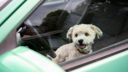 Symbolbild: Jonas Walzberg/dpa
Noch rechtzeitig wurde ein Hund im Landkreis Cham aus einem überhitzten Auto geholt.