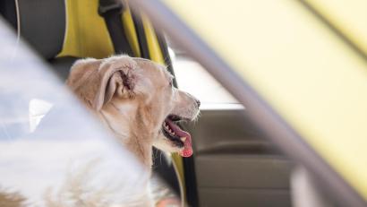 Symbolbild: Christin Klose
Für zwei Hunde kam jede Hilfe zu spät. Sie waren wohl stundenlang ohne Frischluft bei Hitze und Sonnenschein in einem Auto eingesperrt