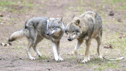 Bild: Soeren Stache/dpa-Zentralbild/dpa
Die bayerische Wolfsverordnung ist ab sofort unwirksam. Nach dem Urteil des Bayerischen Verwaltungsgerichtshof kündigte die Staatsregierung aber sofort eine inhaltliche Neuauflage an. (Archivbild)