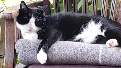 Bild: Katja Handke/exb
Wird von Katja Schiemann-Handke und Stephan Handke schmerzlich vermisst: Kater "Lou".