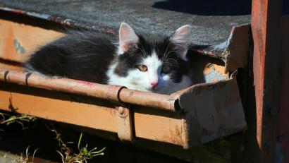 Symbolbild: Karl-Josef Hildenbrand/dpa
Nicht nur Stallhasen und Hühner wurde am Donnerstag in der Mooslohe beschlagnahmt. Unter den Tieren waren auch Katzen und sogar Listenhunden.