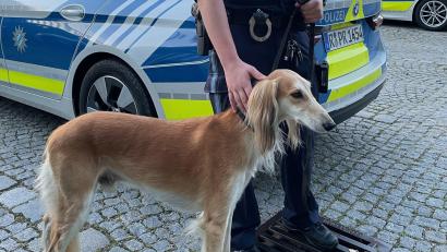 Bild: Polizeiinspektion Amberg 
Viel Zeit musste der entlaufene Hund nicht in Schutzgewahrsam verbringen.