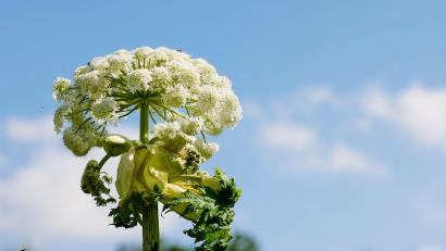 Bild: Frank Molter/dpa
Bei einer 100-Kilometer-Wanderung in Essen hat die Giftpflanze namens Riesen-Bärenklau mindestens 17 Menschen verletzt. (Archivfoto)