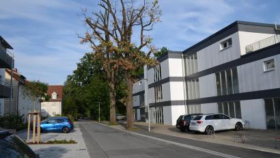 Bild: ak
Die beiden abgestorbenen Eichen in der Bürgermeister-Högl-Straße müssen entfernt werden, um einer möglichen Gefährdung von Passanten und des Straßenverkehrs vorzubeugen.