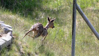 Symbolbild: Bernd Wüstneck
Auf der Suche nach Nahrung kriechen Rehe durch Löcher im Wildschutzzaun.