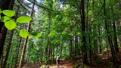 Symbolbild: Andreas Drouve/Dpa
Ob Wandern im Wald oder Radlfahren – in Ostbayern gibt es dazu viele Möglichkeiten. Das haben im vergangenen Jahr Millionen Gäste bemerkt.