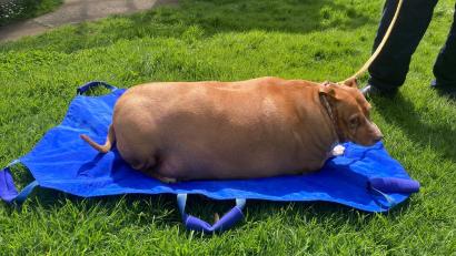 Bild: -/Spca Supplied/dpa
Nuggi konnte sich am Ende kaum noch auf den Beinen halten. (Archivbild)