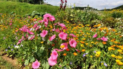 Bild: ds
Der Sommer geizt bei seinem Blütenreichtum weder mit Farben noch mit Formen.
