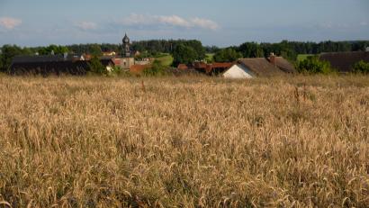 Bild: do
Das große Getreidefeld nördlich des Oberbibracher Siedlungsgebietes Weinberg soll laut Fortschreibung des Flächennutzungsplanes Bauland werden.