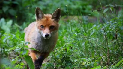 Symbolbild: Christian Charisius/dpa
Die Polizei fand einen noch lebenden Fuchs in einer Tierfalle.