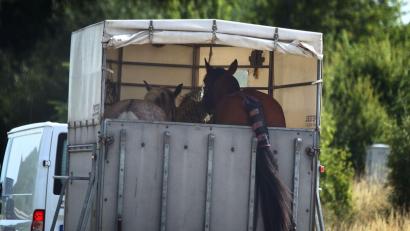 Bild: Karl-Josef Hildenbrand/dpa
Das Tier kollabierte in einem Pferdeanhäger, der Fahrer hielt deswegen an. (Symbolfoto)