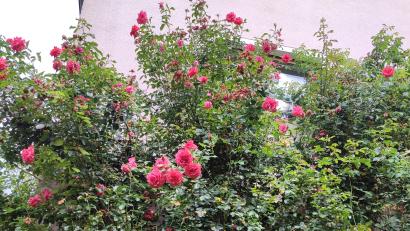 Bild: Kinderhauses „Unsere kleine Welt“/exb
Mädchen und Buben des Kindergartens "Unsere kleine Welt" besichtigten den Rosengarten von Rudi Standfest.