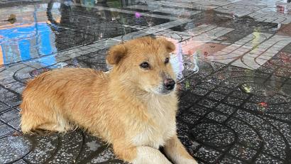 Bild: Samuel Ewle
Dieses Foto von der Straßenhündin Charlie hat Samuel Ewle gleich am ersten Tag aufgenommen. Charlie wartet geduldig neben ihnen, bis der Regen nachgelassen hatte.