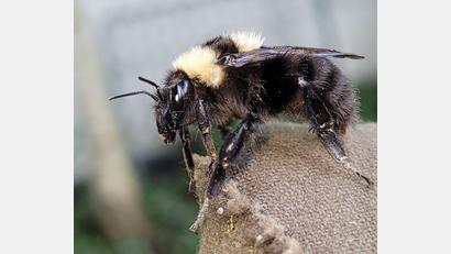 Bild: Thomas Guggemoos/BUND Naturschutz in Bayern e.V/dpa
Hummelkönigin aus dem Süden in Oberbayern entdeckt