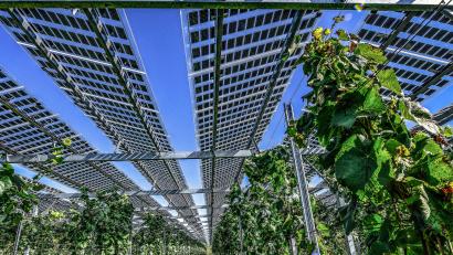 Symbolbild: Winfried Rothermel
In der Nähe von Raffach soll eine Agri-PV-Anlage entstehen. Das Bild zeigt eine Anlage, an der unter den Paneelen Wein angebaut wird, während in Raffach Tierhaltung zwischen den Modulen geplant ist.