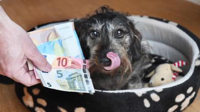 Symbolbild: Gabi Schönberger
Die Hundesteuer hat die Stadt Mitterteich in der jüngsten Sitzung des Stadtrats angepasst. Zudem soll nach der Sommerpause eine überarbeitete Hundesteuersatzung verabschiedet werden.