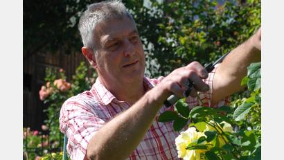 Bild: cvl
Zwei Mal pro Woche um die 2 Stunden ist Michael Riedl mit der Gartenschere unterwegs, um verblühte Rosenköpfe zu entfernen und damit die Blühwilligkeit zu fördern.
