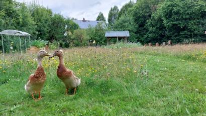 Bild: AELF Tirschenreuth/exb
Laufenten versuchen, die Schneckenplage im Schulgarten der Landwirtschaftsschule einzudämmen.