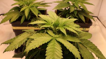 Bild: Jennifer Battaglia
Cannabis ist im Betäubungsmittelgesetz von der Liste der verbotenen Substanzen gestrichen. Erwachsene dürfen bis zu 25 Gramm Cannabis in der Öffentlichkeit bei sich haben. Zu Hause sind der Besitz von bis zu 50 Gramm getrocknetem Cannabis sowie bis zu drei Cannabispflanzen pro erwachsener Person erlaubt.