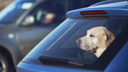 Symbolbild: Chalabala /stock.adobe.com
In Weiden ließ eine Frau ihren Hund bei Hitze alleine im Auto.
