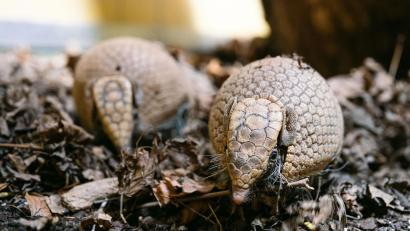 Bild: Jan Saurer/Tierpark Hellabrunn/dpa
Die zwei Kugelgürteltiere Gustav und Gerlinde sind neu in die Welt der kleinen Affen im Tierpark Hellabrunn eingezogen.