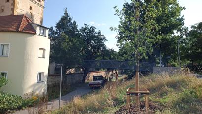 Bild: Jonas Schmidt/Stadt Amberg 
Anstelle von zwei Bäumen, die beim Basteisteg gefällt worden sind, hat die Stadt hier jetzt eine Esche gepflanzt.