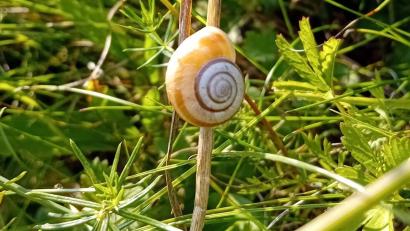 Bild: Jonas Nelhiebel/exb
Eine seltene Heideschnecke, wie sie in der Gemeinde Kümmersbruck vorkommt.