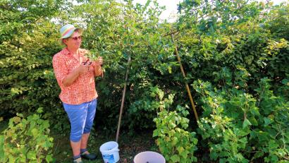 Bild: bsc
Irmgard Heldmann hat in ihrem Naturgarten in Friedenfels derzeit viel zu tun. Erntezeit ist bei den Beerensträuchern.