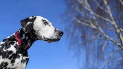 Bild:  Patrick Pleul/dpa
Die Polizei in Sulzbach-Rosenberg berichtet über eine Hundeattacke eines Dalmatiners auf einen anderen Vierbeiner und dessen Besitzerin.