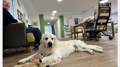 Bild: Heike Unger
Therapiehund Bailey, ein Golden Retriever, an seinem "Arbeitsplatz", in der Senioren-WG, einer betreuten Wohngemeinschaft der Schwesternschaft Wallmenichhaus in Amberg.