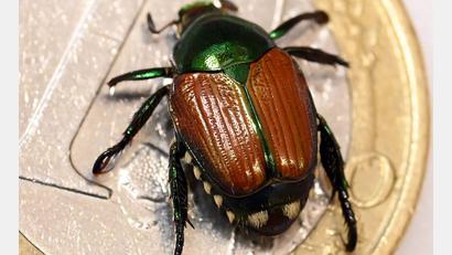 Bild: Uli Deck/dpa
In Bayern ist erstmals ein Japankäfer gefunden worden. Bei dem Tier handelt es sich um einen meldepflichtigen Schädling. (Archivbild)